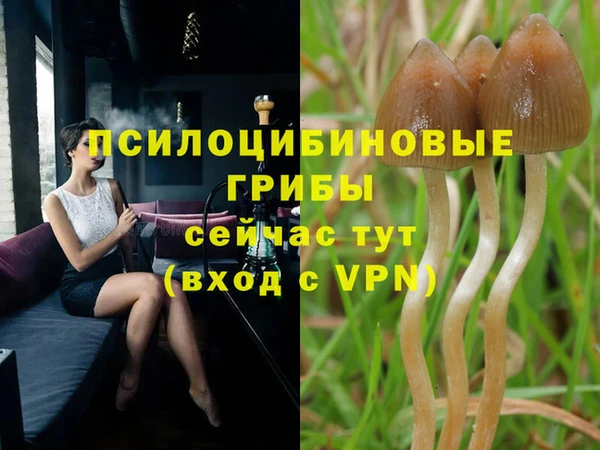 прущие грибы Михайлов