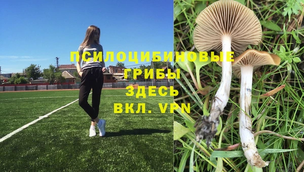прущие грибы Михайлов