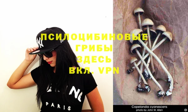 прущие грибы Михайлов